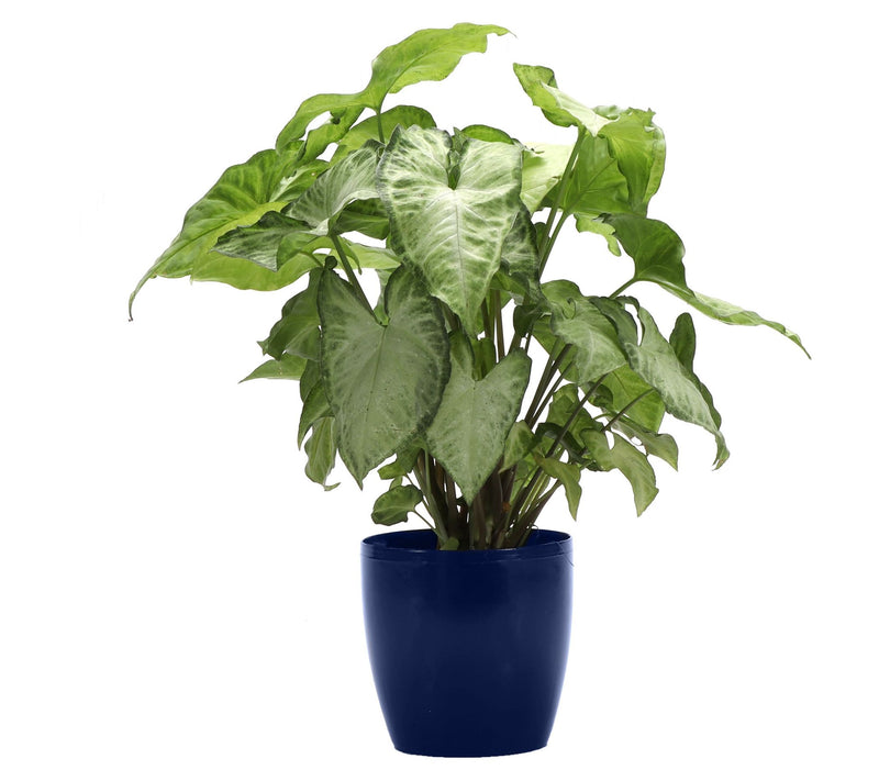 Thorsen's Greenhouse Live 4" White Butterfly in Classic Pot — Main view