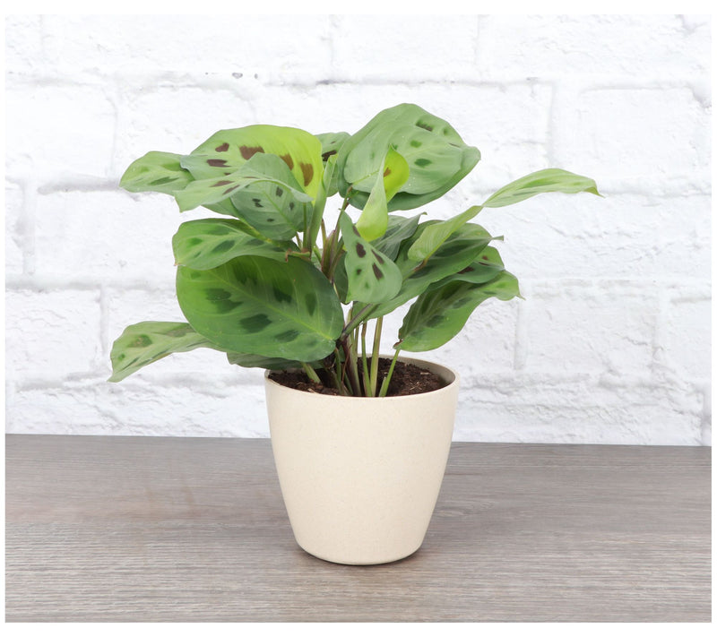 Thorsen's Greenhouse Live Green Maranta in Biodegradable Pot — View 7