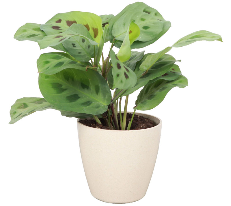 Thorsen's Greenhouse Live Green Maranta in Biodegradable Pot — Main view