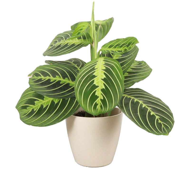Thorsen's Greenhouse Live Lemon Maranta in Biodegradable Pot — Main view