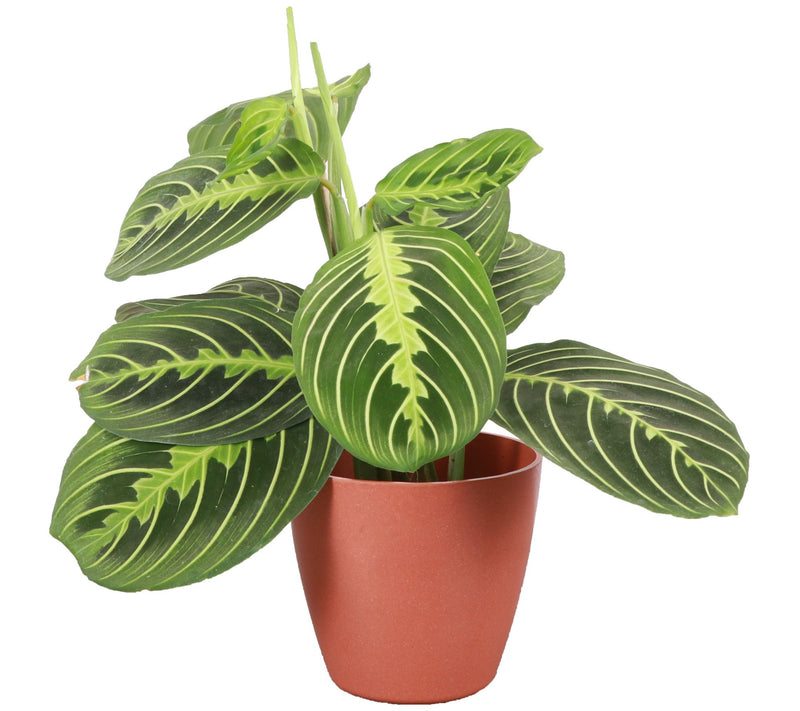 Thorsen's Greenhouse Live Lemon Maranta in Biodegradable Pot — View 5