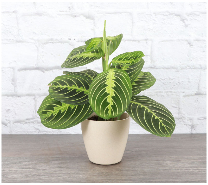 Thorsen's Greenhouse Live Lemon Maranta in Biodegradable Pot — View 7
