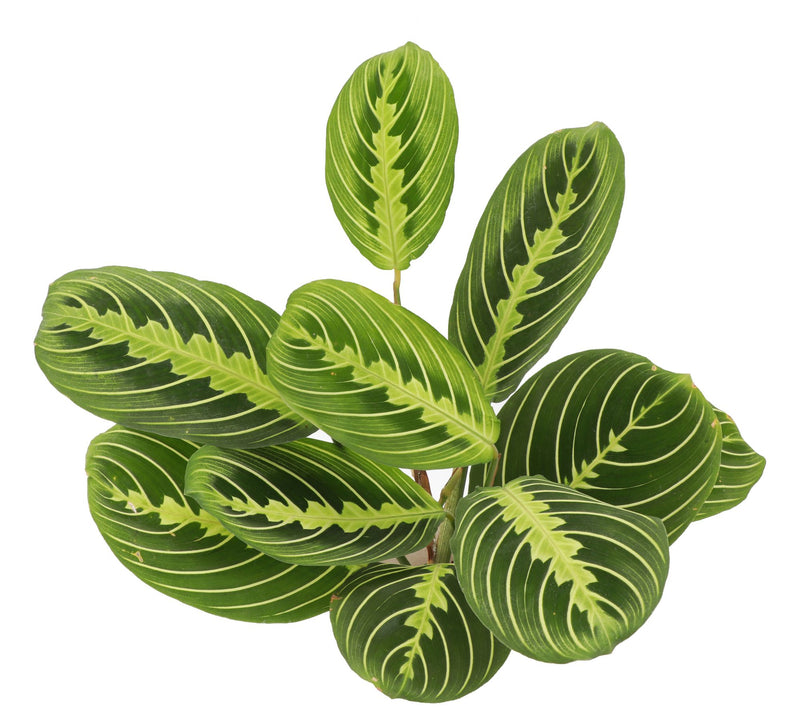 Thorsen's Greenhouse Live Lemon Maranta in Biodegradable Pot — View 6