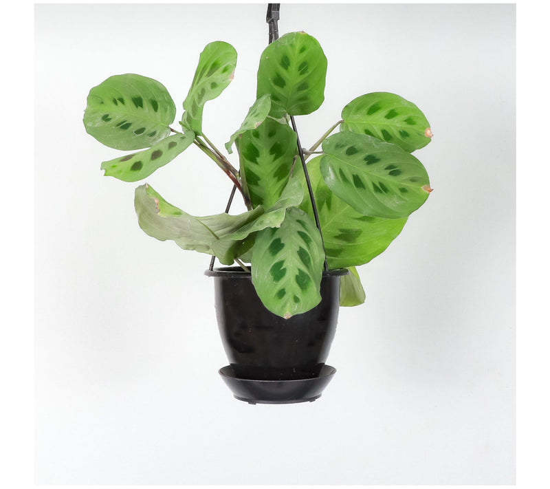 Thorsen's Greenhouse Live 4" Green Maranta in Hanging Pot — View 3