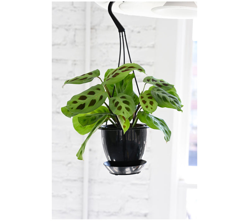 Thorsen's Greenhouse Live 4" Green Maranta in Hanging Pot — View 6