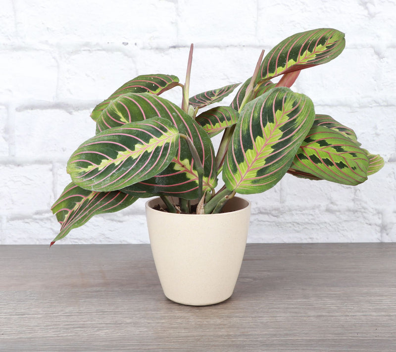 Thorsen's Greenhouse Live 4" Red Maranta in Pot — View 6