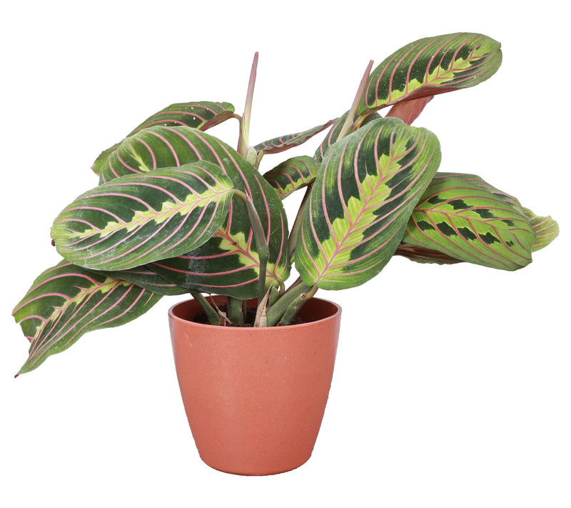 Thorsen's Greenhouse Live 4" Red Maranta in Pot — View 5