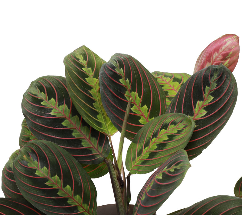 Thorsen's Greenhouse Live 4" Red Maranta in Pot — View 7