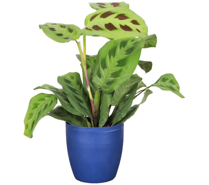 Thorsen's Greenhouse Live 4" Green Maranta in Classic Pot — View 3