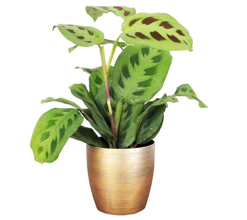 Thorsen's Greenhouse Live 4" Green Maranta in Classic Pot — View 7