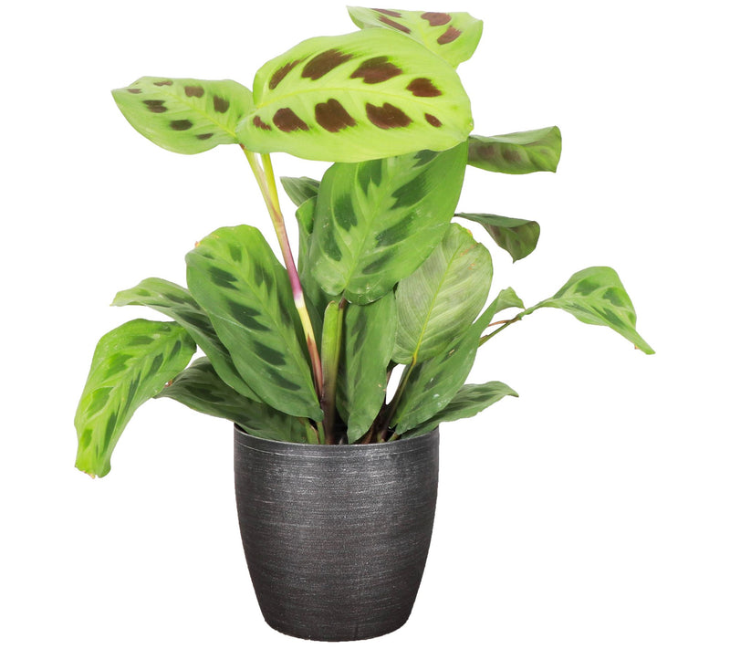 Thorsen's Greenhouse Live 4" Green Maranta in Classic Pot — View 9