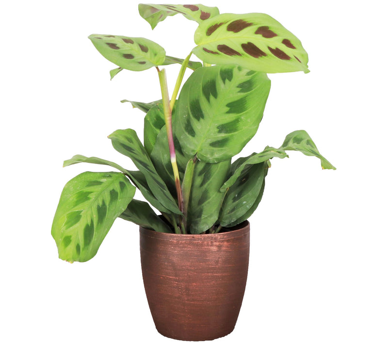 Thorsen's Greenhouse Live 4" Green Maranta in Classic Pot — View 5
