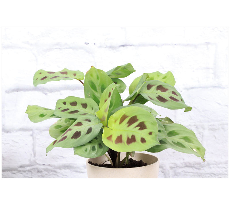 Thorsen's Greenhouse Live 4" Green Maranta in Classic Pot — View 12