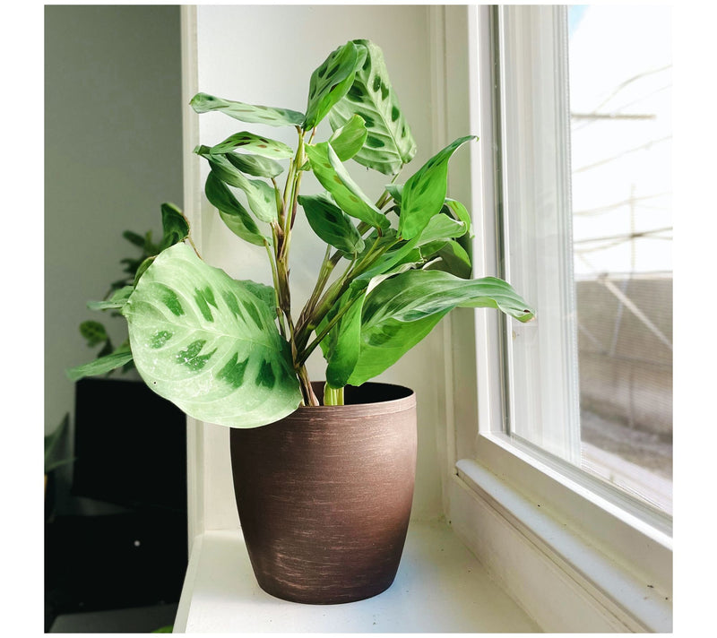 Thorsen's Greenhouse Live 4" Green Maranta in Classic Pot — View 13