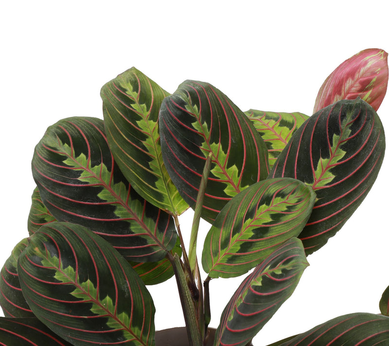 Thorsen's Greenhouse Live 4" Red Maranta in Hanging Pot — View 6