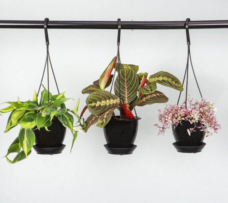 Thorsen's Greenhouse Live 4" Red Maranta in Hanging Pot — View 5