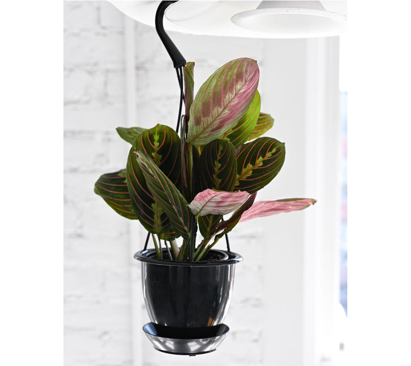 Thorsen's Greenhouse Live 4" Red Maranta in Hanging Pot — View 4
