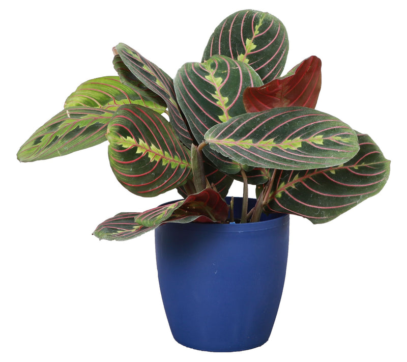 Thorsen's Greenhouse Live 4" Red Maranta in Classic Pot — View 3