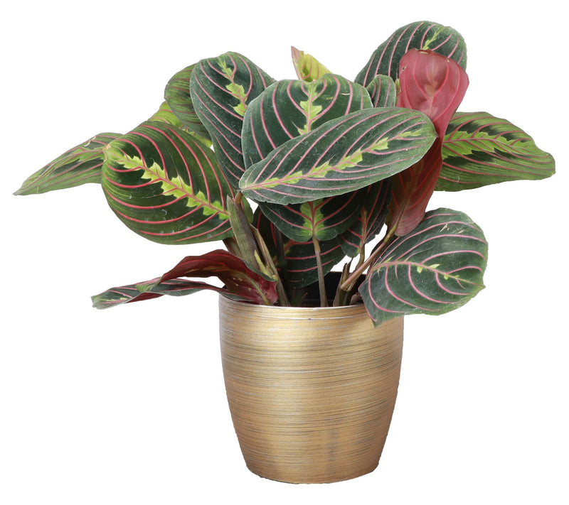 Thorsen's Greenhouse Live 4" Red Maranta in Classic Pot — View 7