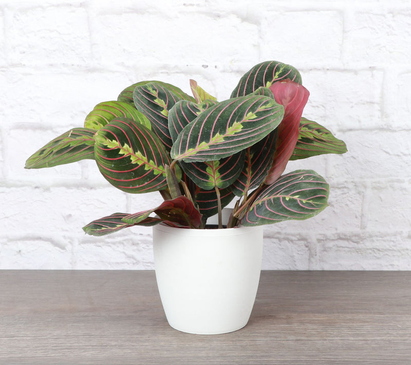 Thorsen's Greenhouse Live 4" Red Maranta in Classic Pot — View 12