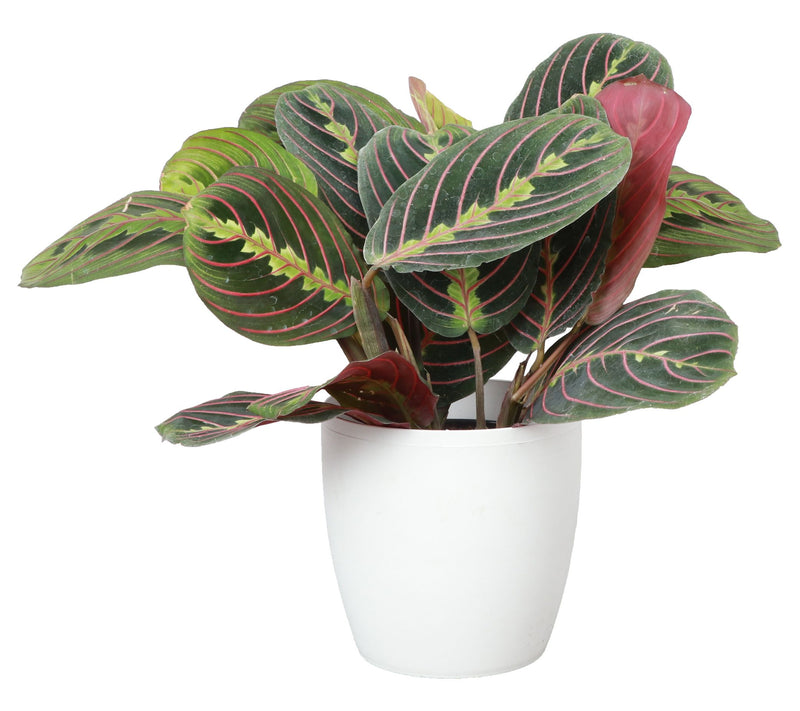 Thorsen's Greenhouse Live 4" Red Maranta in Classic Pot — View 11