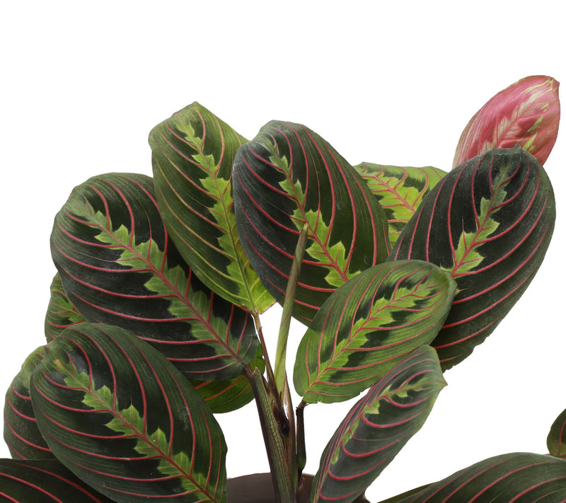 Thorsen's Greenhouse Live 4" Red Maranta in Classic Pot — View 13