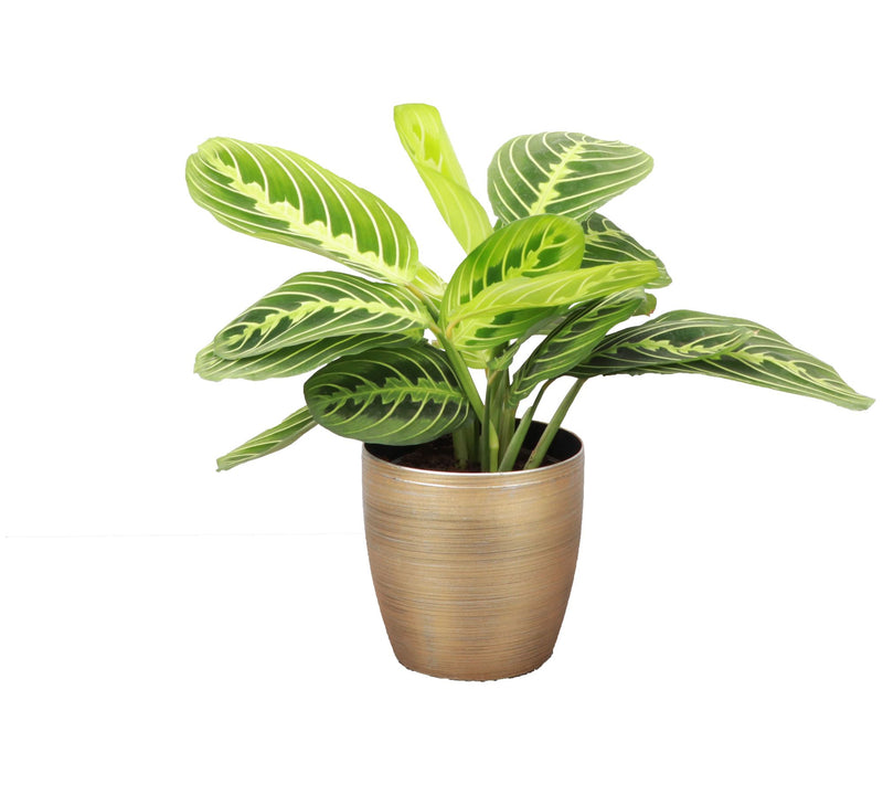 Thorsen's Greenhouse Live 4" Lemon Maranta in Classic Pot — View 7