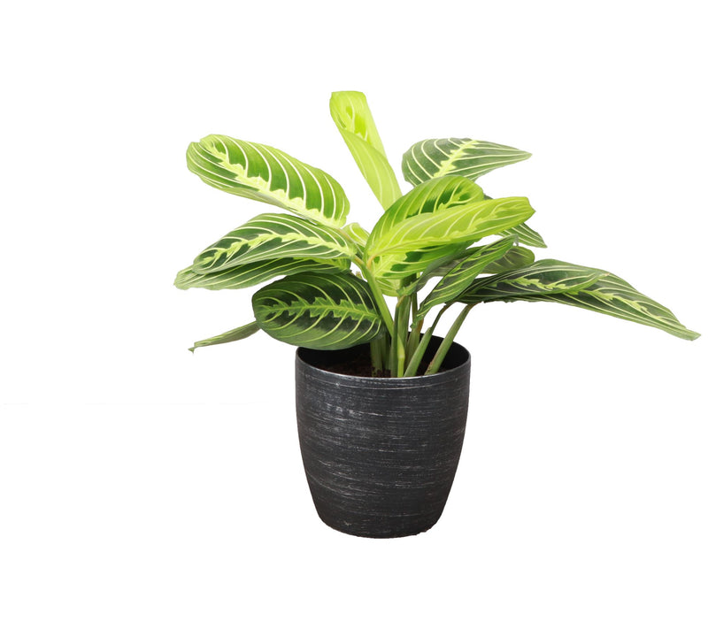 Thorsen's Greenhouse Live 4" Lemon Maranta in Classic Pot — View 9