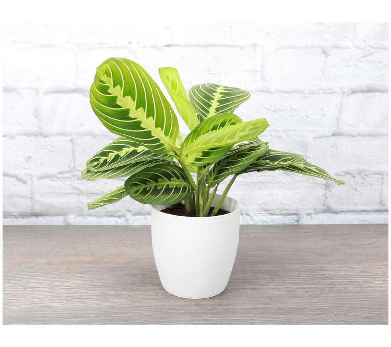 Thorsen's Greenhouse Live 4" Lemon Maranta in Classic Pot — View 13
