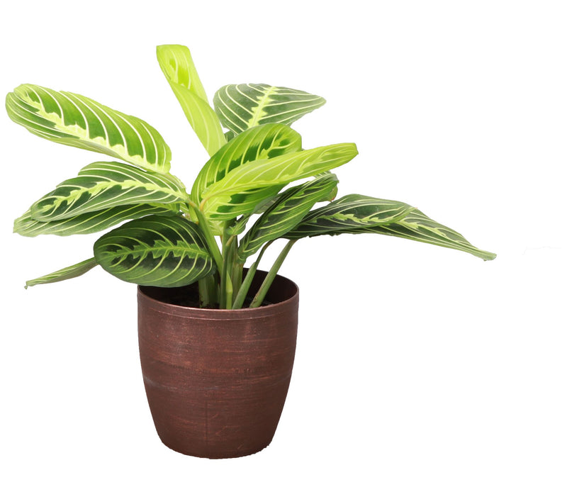 Thorsen's Greenhouse Live 4" Lemon Maranta in Classic Pot — View 5