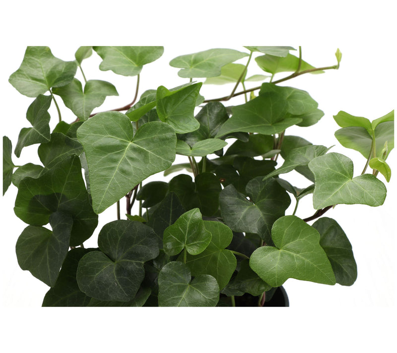 Thorsen's Greenhouse Live 4" Green Ivy Plant inClassic Pot — View 12