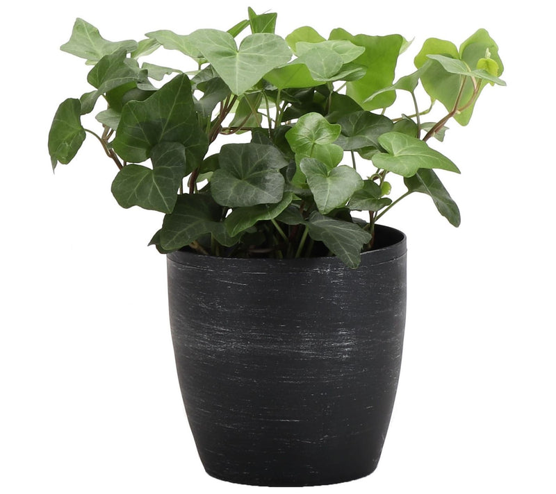 Thorsen's Greenhouse Live 4" Green Ivy Plant inClassic Pot — View 9