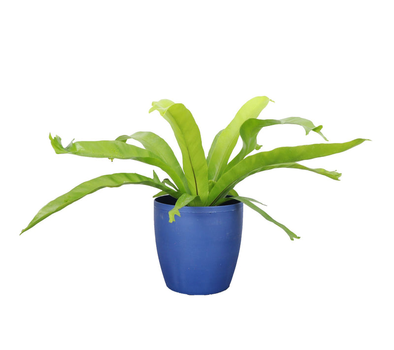 Thorsen's Greenhouse Live 4" Bird's Nest Fern in Classic Pot — View 3