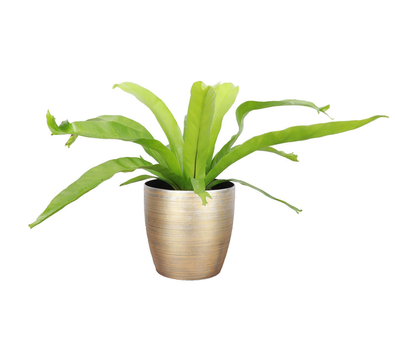 Thorsen's Greenhouse Live 4" Bird's Nest Fern in Classic Pot — View 7