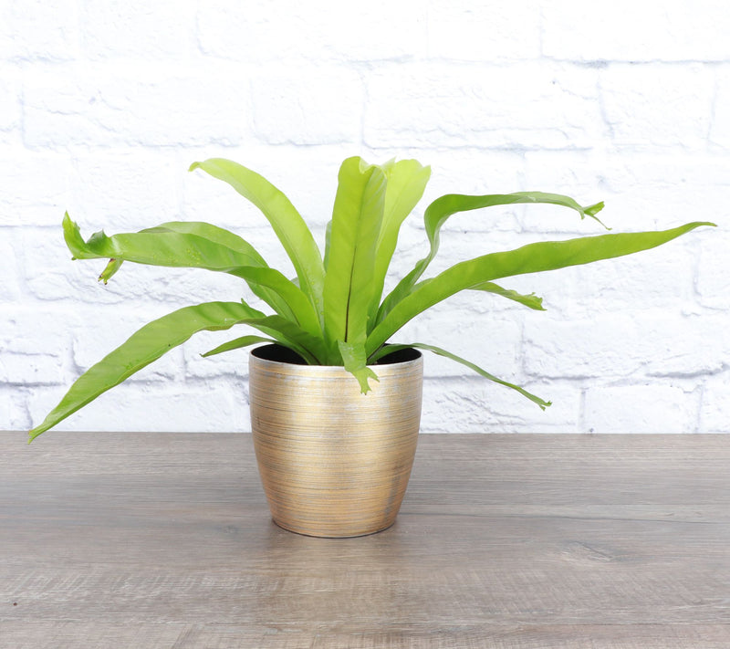 Thorsen's Greenhouse Live 4" Bird's Nest Fern in Classic Pot — View 13