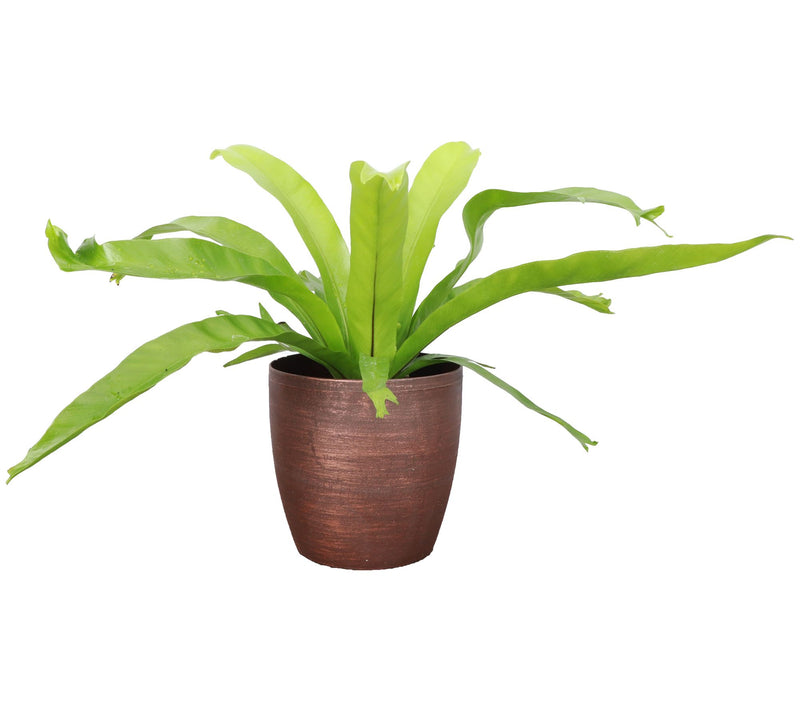 Thorsen's Greenhouse Live 4" Bird's Nest Fern in Classic Pot — View 5