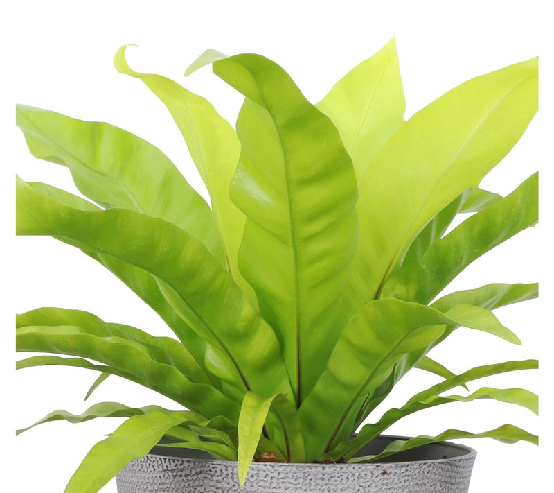 Thorsen's Greenhouse Live 4" Bird's Nest Fern in Classic Pot — View 12