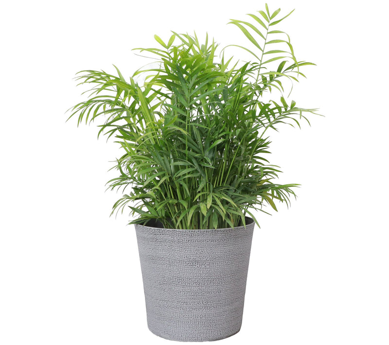 Thorsen's Greenhouse Live 6" Parlor Palm in Classic Pot — Main view