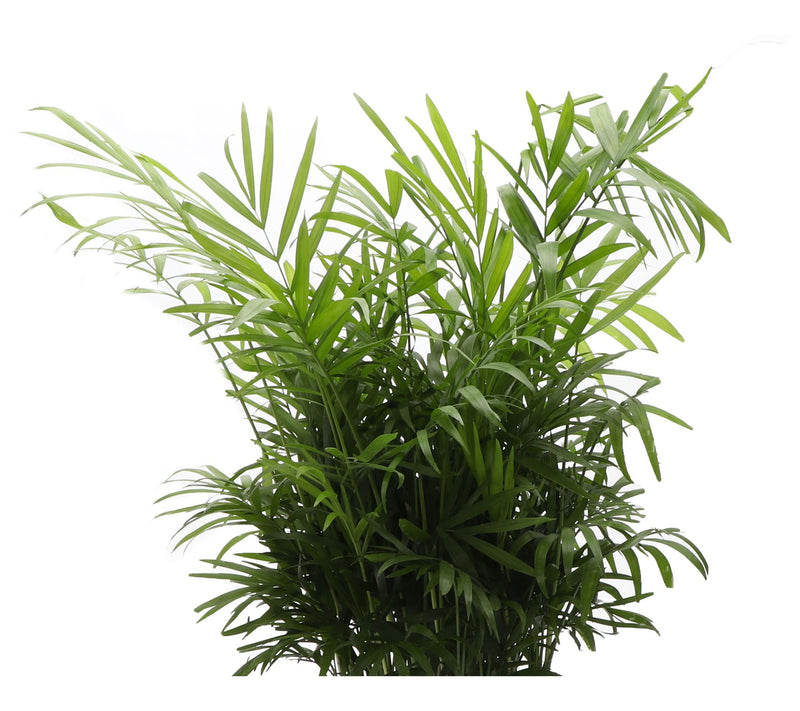 Thorsen's Greenhouse Live 6" Parlor Palm in Classic Pot — View 4