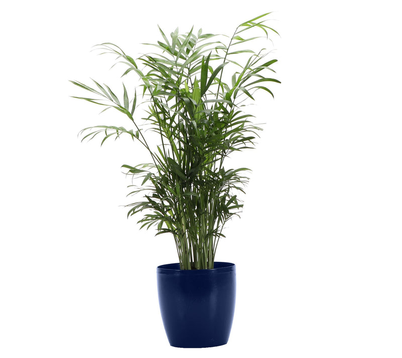 Thorsen's Greenhouse Live 4" Parlor Palm in Classic Pot — View 3