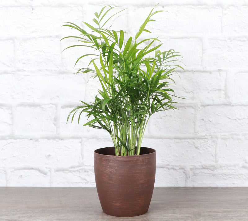 Thorsen's Greenhouse Live 4" Parlor Palm in Classic Pot — View 14