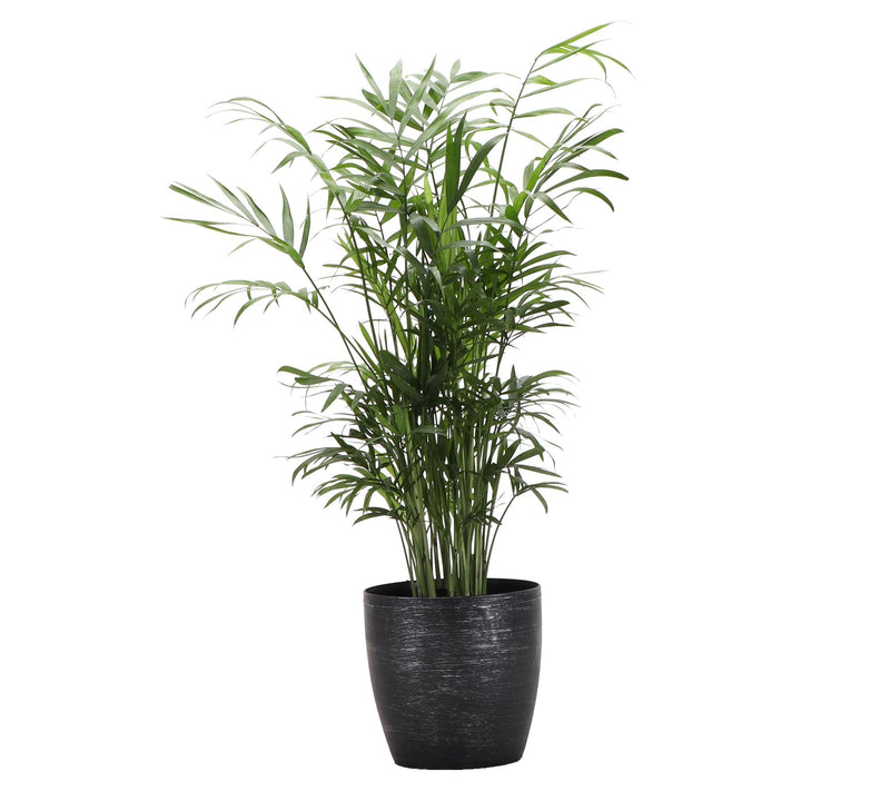 Thorsen's Greenhouse Live 4" Parlor Palm in Classic Pot — View 9