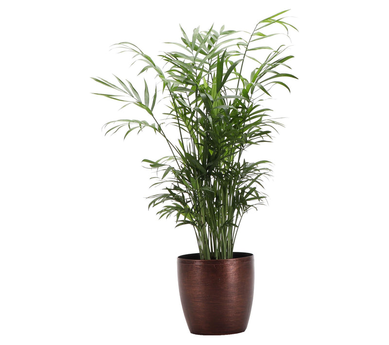 Thorsen's Greenhouse Live 4" Parlor Palm in Classic Pot — View 5