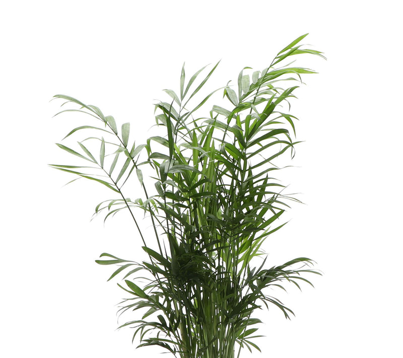 Thorsen's Greenhouse Live 4" Parlor Palm in Classic Pot — View 15