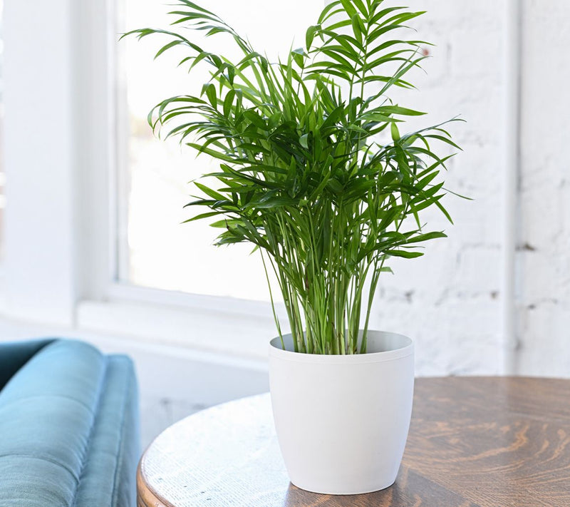 Thorsen's Greenhouse Live 4" Parlor Palm in Classic Pot — View 13