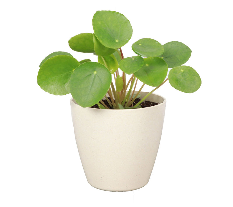 Thorsen's Greenhouse Live 4" Pilea Peperomiodes Plant, Eco Pot — View 3