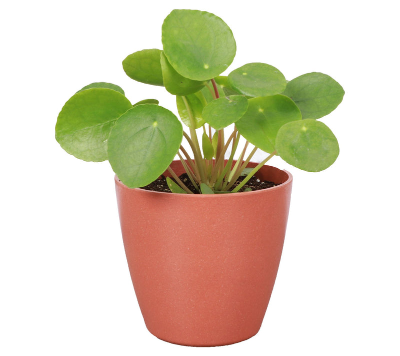Thorsen's Greenhouse Live 4" Pilea Peperomiodes Plant, Eco Pot — View 5