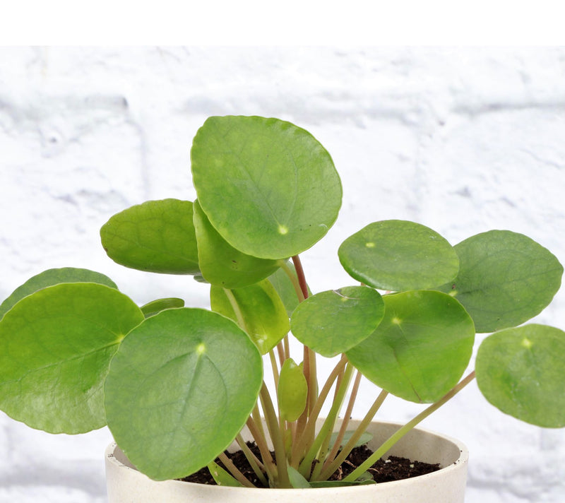 Thorsen's Greenhouse Live 4" Pilea Peperomiodes Plant, Eco Pot — View 8