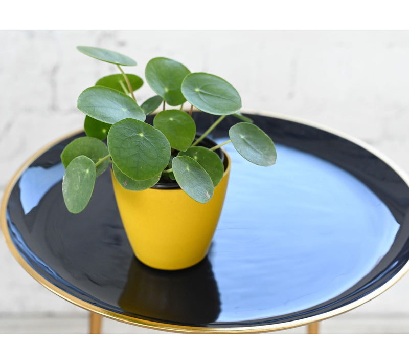 Thorsen's Greenhouse Live 4" Pilea Peperomiodes Plant, Eco Pot — View 7