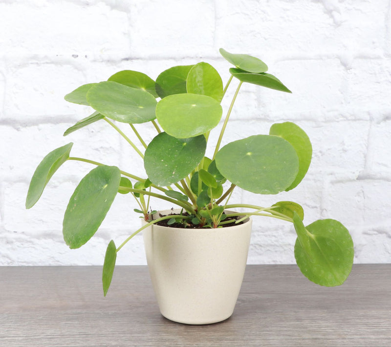 Thorsen's Greenhouse Live 4" Pilea Peperomiodes Plant, Eco Pot — View 6